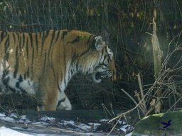 Tiergarten Schönbrunn am 27.01.2026